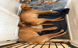Mastiff dogs for sale: Beautiful BB - Image 2
