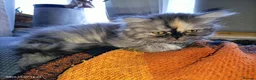 Persian cats for sale: Beautiful Persian kittens - Advert 10