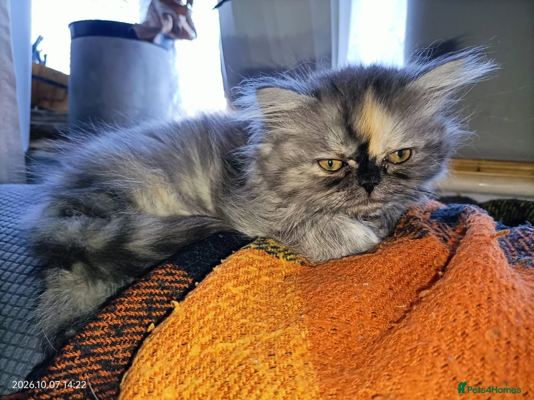 Persian cats for sale: Beautiful Persian kittens - Advert 10