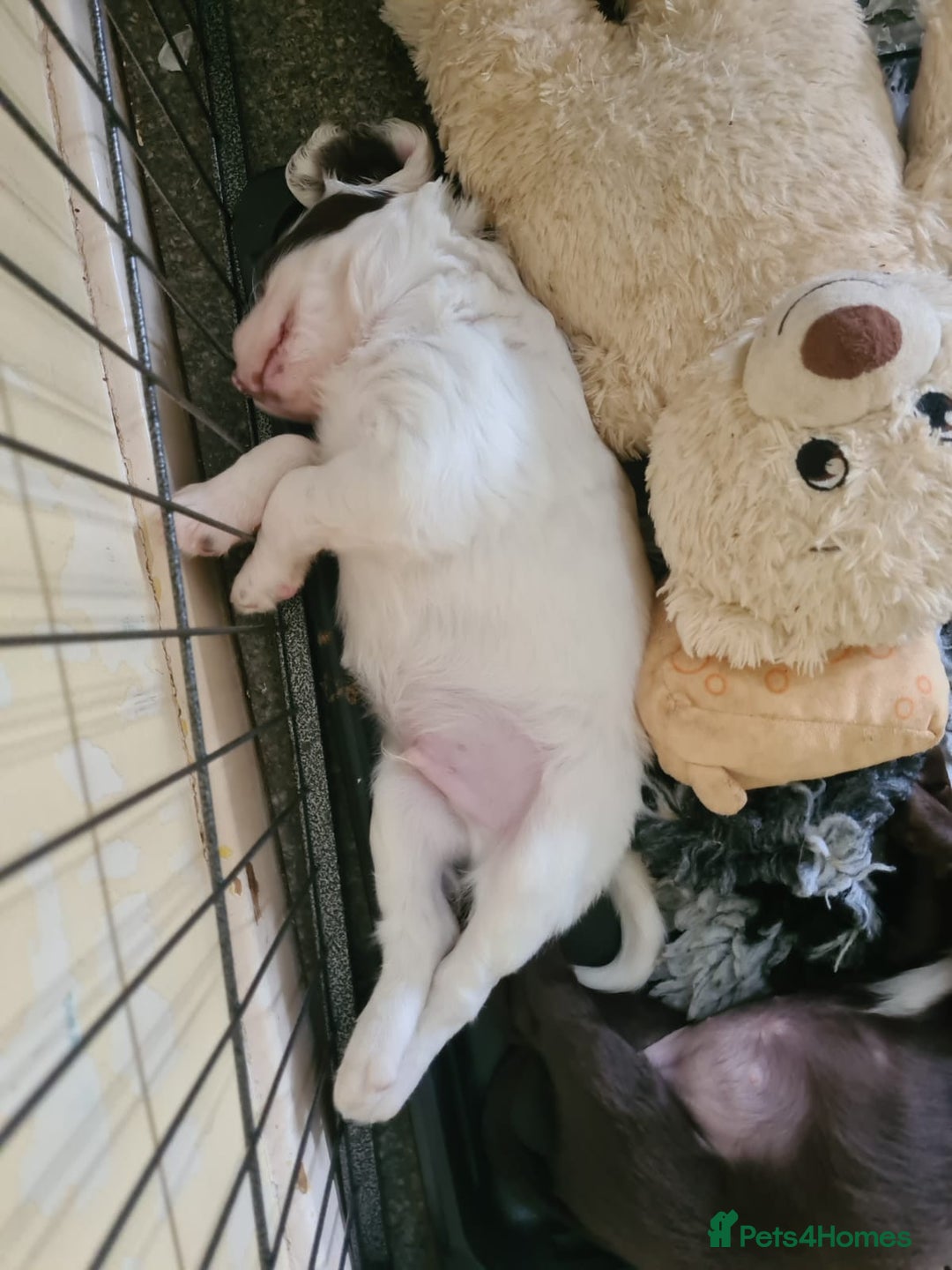 Sprocker dogs for sale: Sprockers  - Image 23