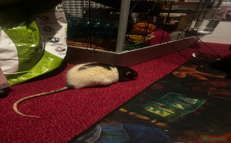 Rat rodents - Advert 1