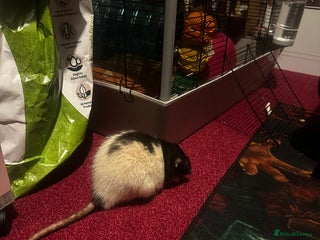 Rat rodents - Advert 25