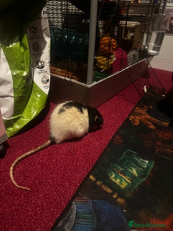 Rat rodents - Advert 1