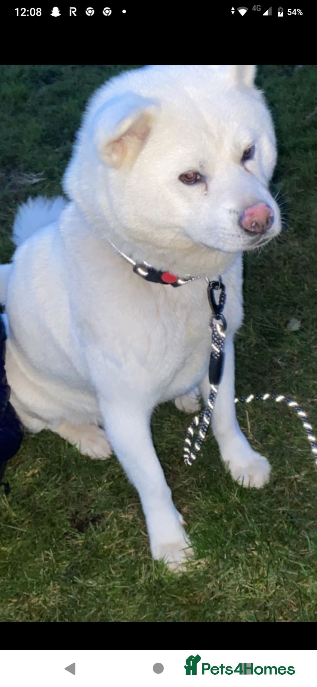 Japanese Akita Inu dogs for sale: Japanese Akita Puppies🐶 - Advert 4