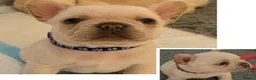 French Bulldog dogs for sale: French bulldog puppies  in Newport - Advert 3