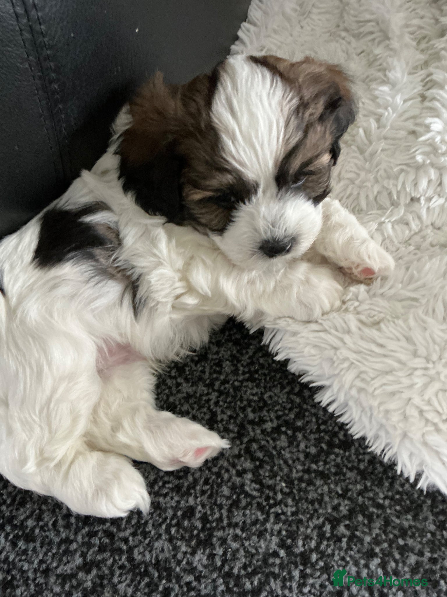 Mixed Breed dogs Havanese mix puppies - Advert 2