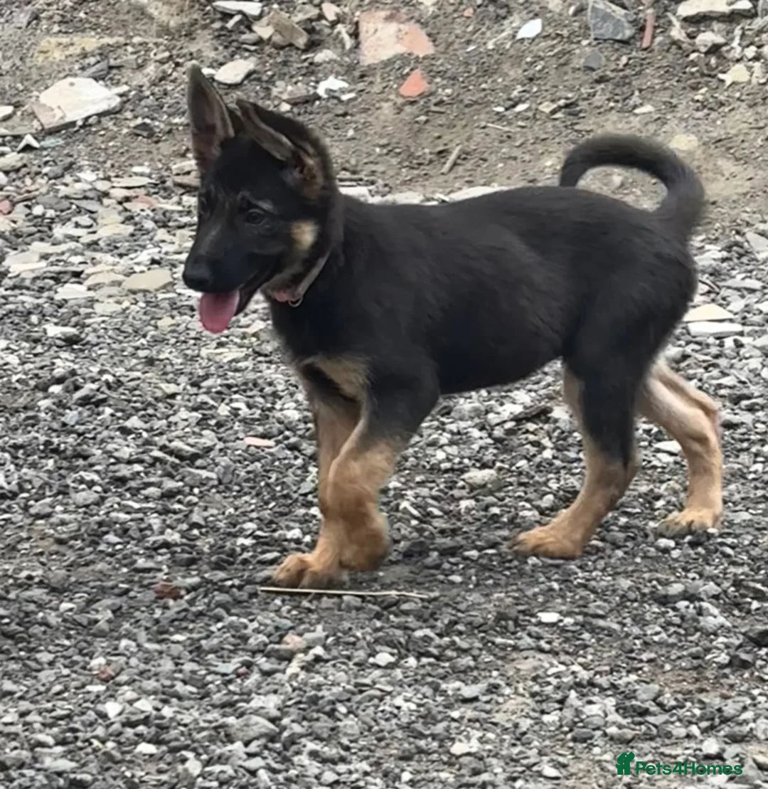German Shepherd dogs for sale: Beautiful German Shepherd puppies  - Advert 2