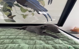 Whippet dogs for sale: Blue whippets  - Image 15