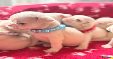 Pug dogs - Advert 15