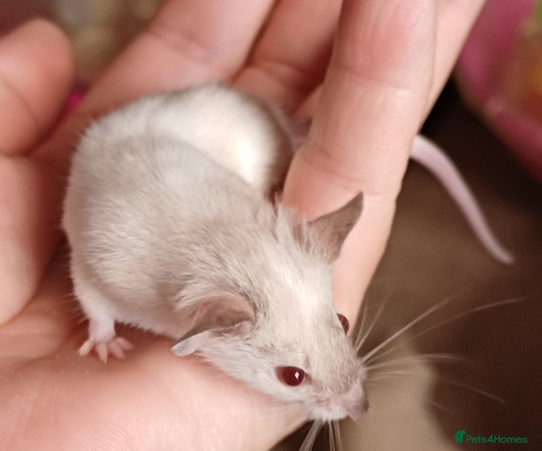 Mouse rodents for sale: Baby mice  - Image 3