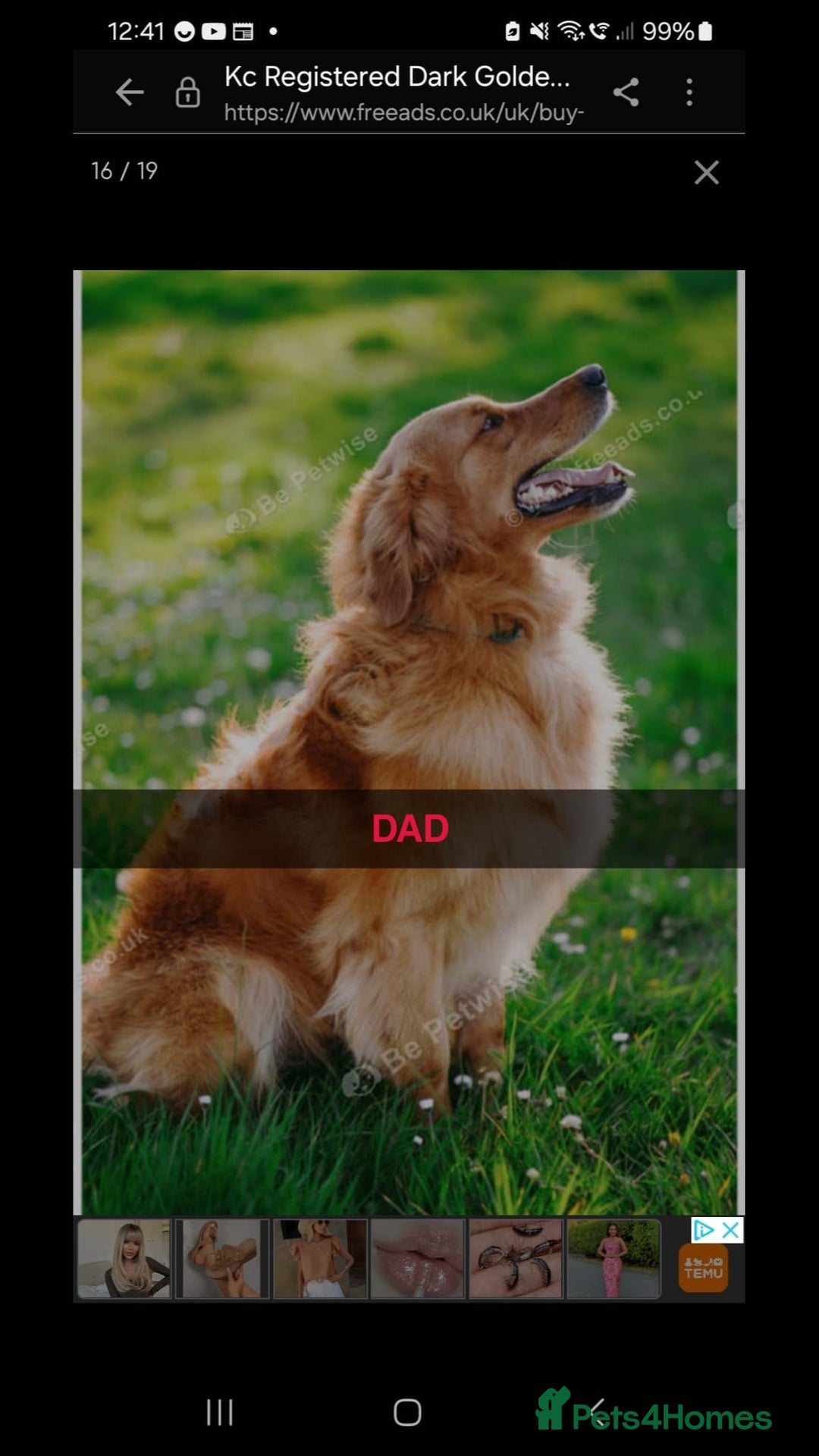 Golden Retriever dogs for sale: Golden Retriever Puppies - Image 4