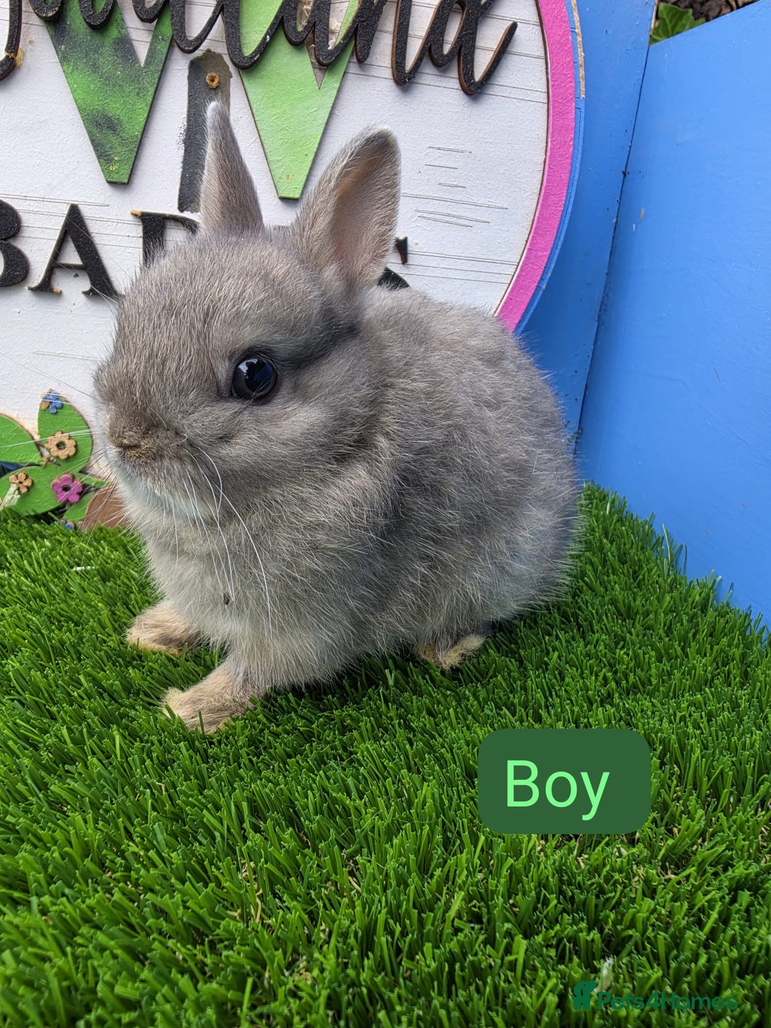 Netherland Dwarf rabbits for sale: Netherland Dwarf Baby Rabbits  - Advert 2