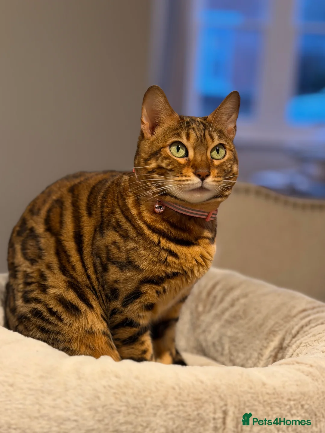 Bengal cats for sale: Champion Bengal in Colchester - Advert 9