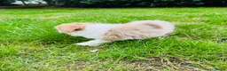 Border Collie dogs for sale: Our Bred Border Collie Puppies For Sale - Advert 26