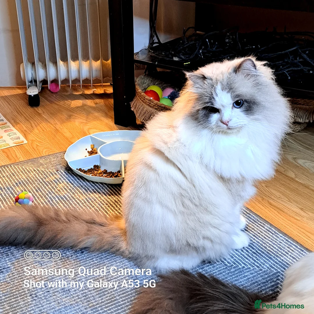 Ragdoll cats for stud: WCF/GCCF Blue Bicolour Ragdoll available for stud in Manchester - Advert 6