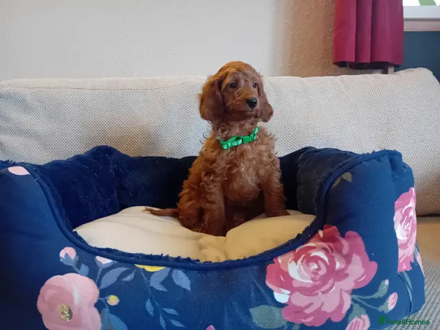 Goldendoodle dogs for sale: One boy available - Advert 8