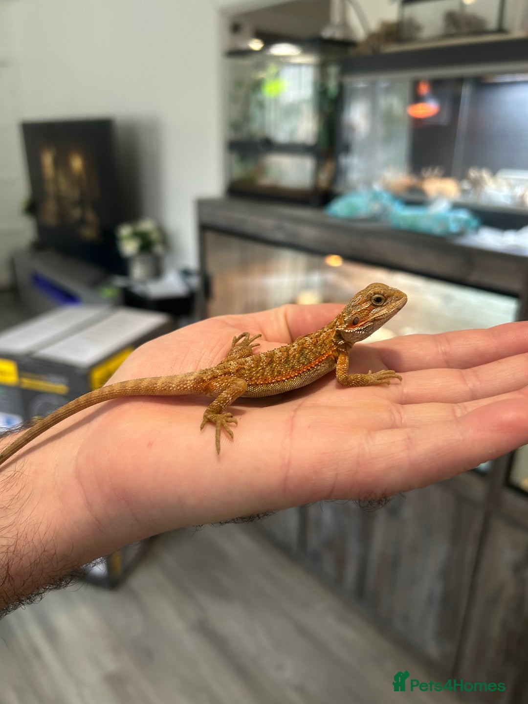 Bearded Dragon reptiles for sale: 60 Baby bearded dragons - Image 3