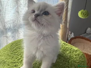 Ragdoll cats Stunning blue Mitted Tabby Boy - Advert 14