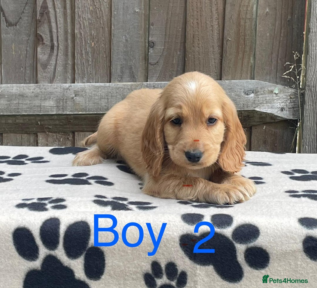 Cocker Spaniel dogs for sale: Cocker spaniel puppies - Image 7