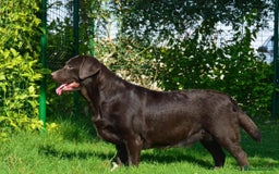 Labrador Retriever dogs for sale: Chocolate Labrador Retriever Puppies for Sale! - Image 8