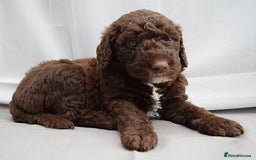 Double Doodle dogs for sale: Stunning litter standard golden doodles - Image 1