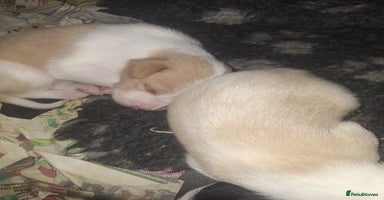 Mixed Breed dogs - Advert 4
