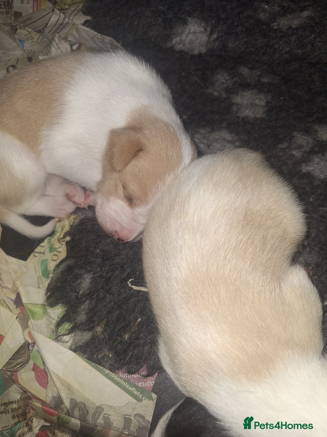 Mixed Breed dogs for sale: Spanish jack Russell (bodeguero) x border collie - Image 2