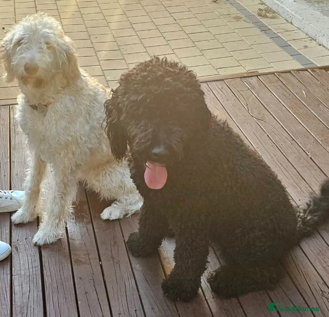 Labradoodle dogs for sale: Perfect Family Companion Labradoodle puppies - Advert 6