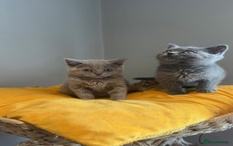 Scottish Fold cats for sale: Cute Scottish kittens READY to go  - Image 16