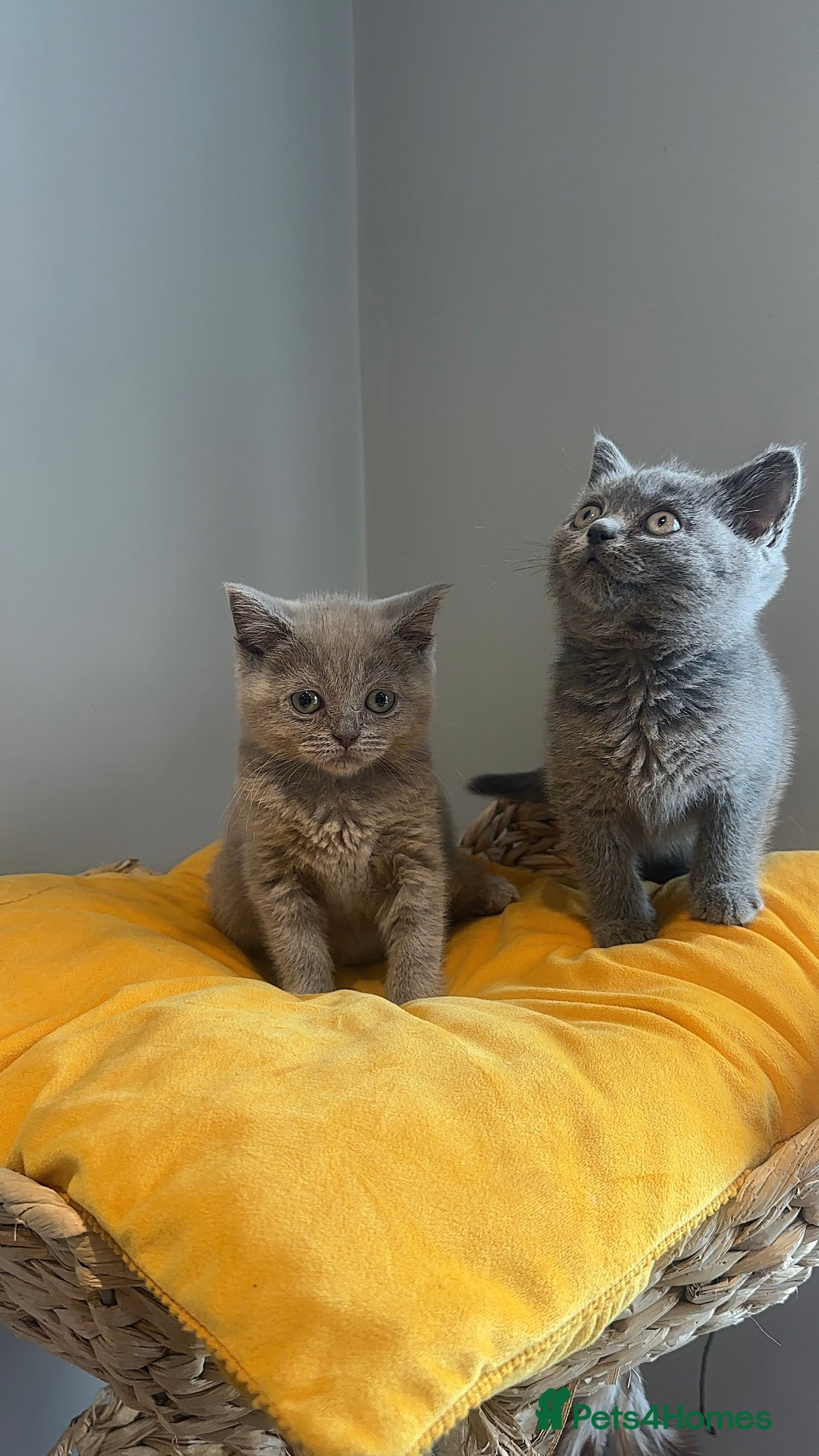 Scottish Fold cats for sale: Cute Scottish kittens READY to go  - Image 16