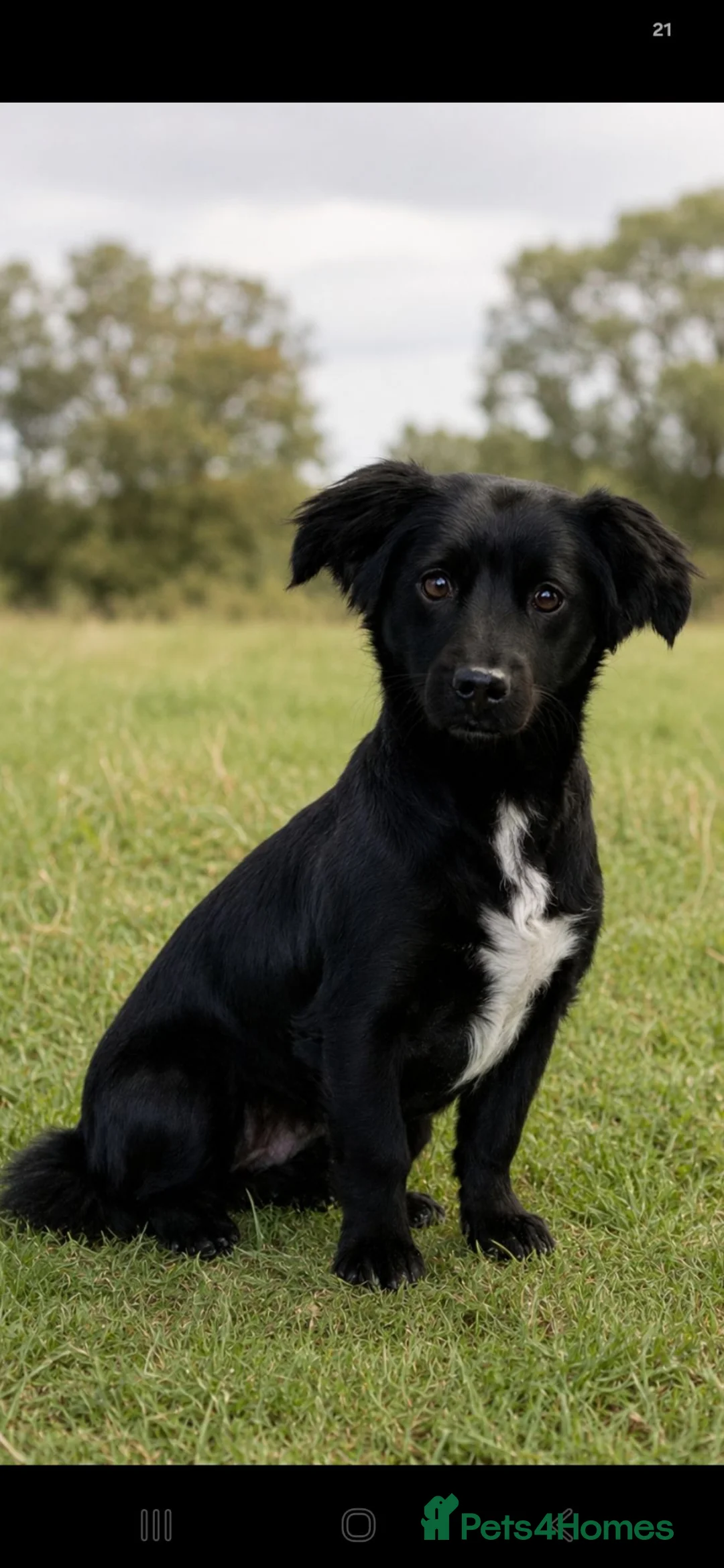 Patterjack dogs for sale: 🐾Gorgeous Patterdale Jack Puppies – Ready Now 🐾 - Advert 2