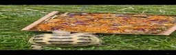 Tortoise reptiles for sale: Horse field tortoise female - Advert 2