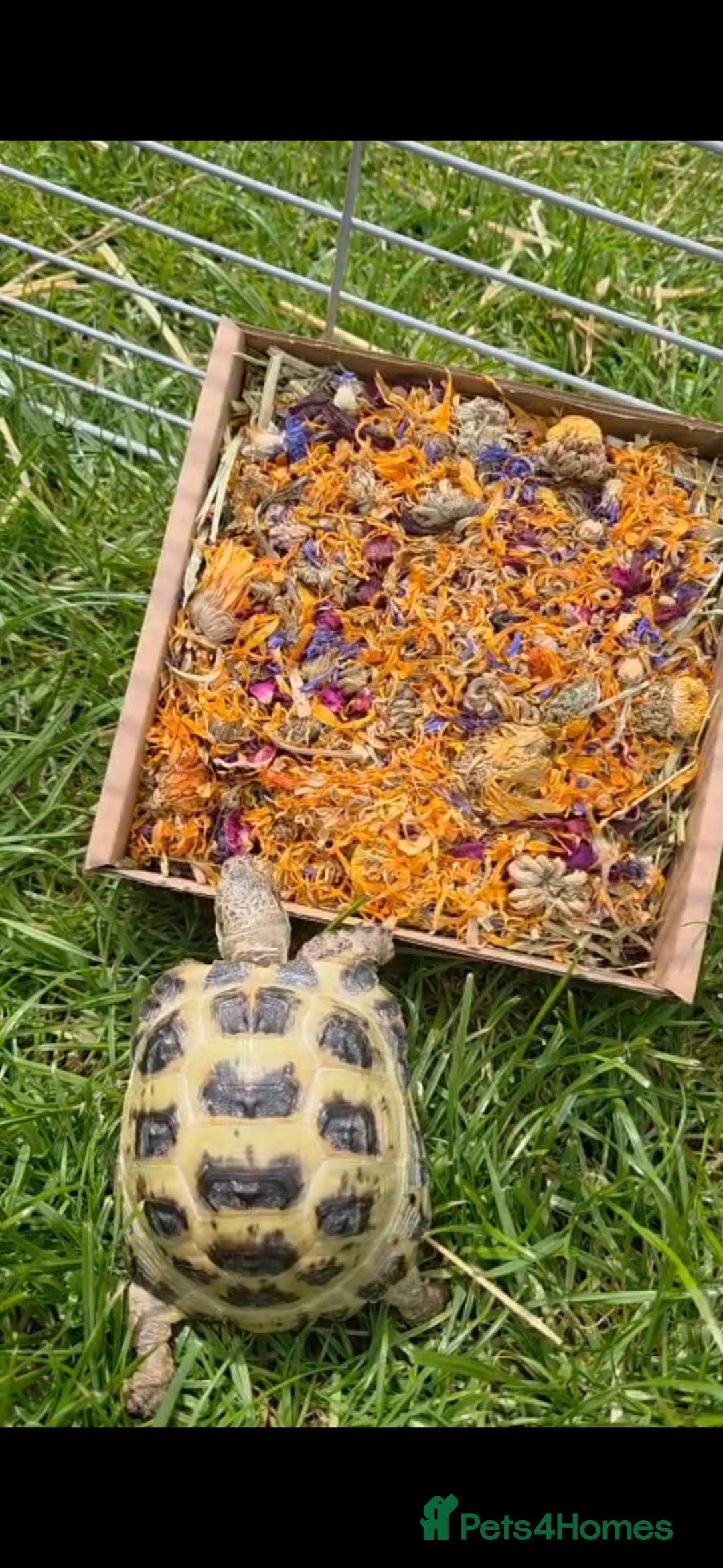 Tortoise reptiles for sale: Horse field tortoise female - Advert 2