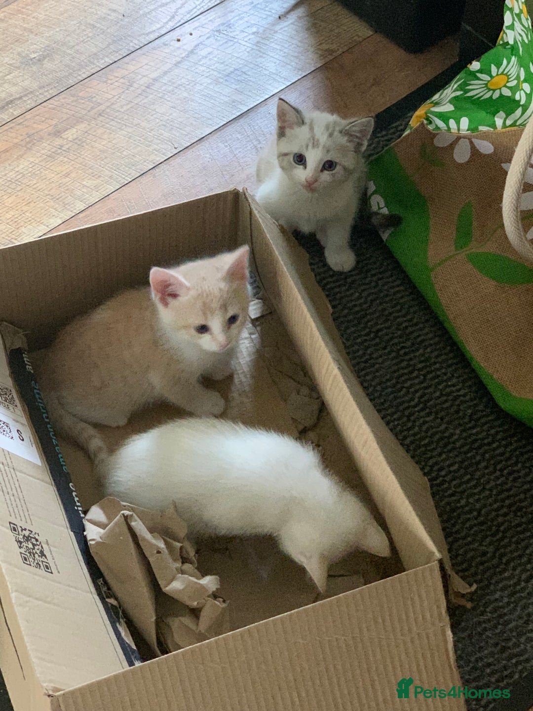 Mixed Breed cats for sale: Stunning unique kittens  - Image 3