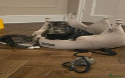 Maine Coon cats for sale: Tabby Maine coon x kittens. Ready to leave - Image 17