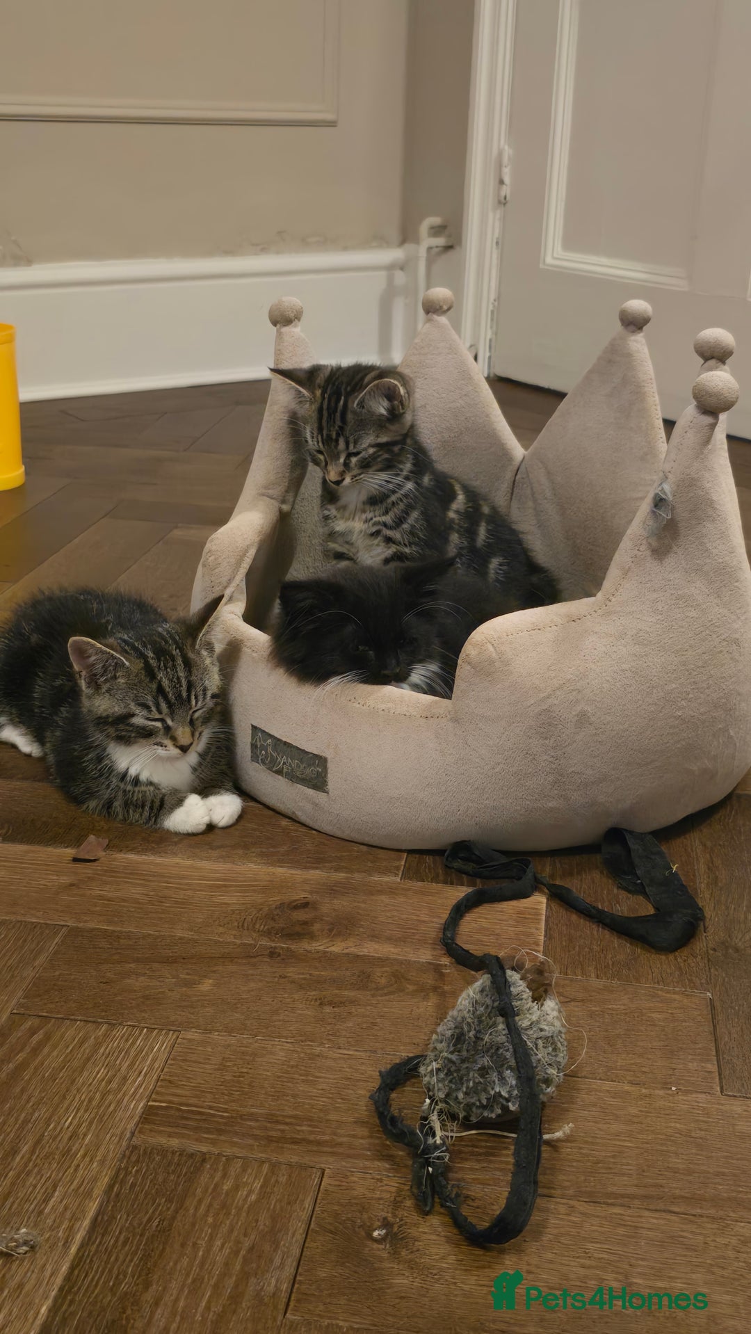 Maine Coon cats for sale: Tabby Maine coon x kittens. Ready to leave - Image 17