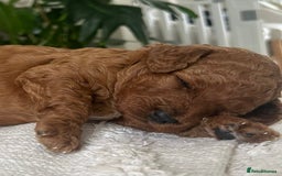 Labradoodle dogs for sale: Stunning red miniature labradoodle puppies - Image 1