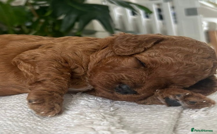 Labradoodle dogs - Advert 7