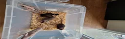 Mouse rodents for sale: Fancy pet mice for sale £8 each  - Advert 5