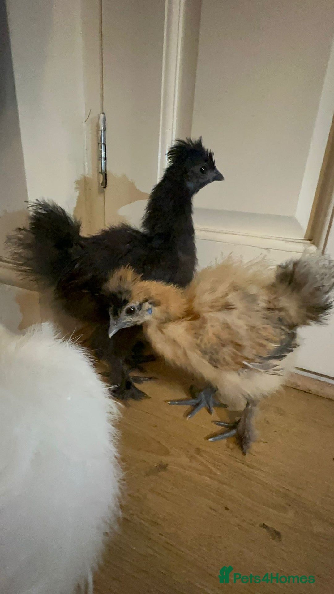 Chickens poultry for sale: 3 Silkie Purebreds for £90 - Advert 8