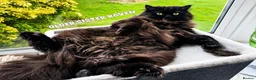 Mixed Breed cats for sale: Beautiful Black Ragdoll x Persian Kitten Ready Now in Barnsley - Advert 8