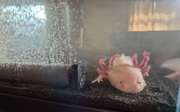 Axolotl reptiles for sale: 2yr old Female Axolotl - Image 3