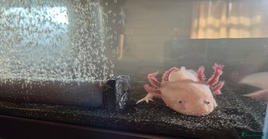 Axolotl reptiles - Advert 6