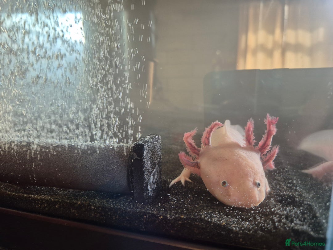 Axolotl reptiles for sale: 2yr old Female Axolotl - Image 3