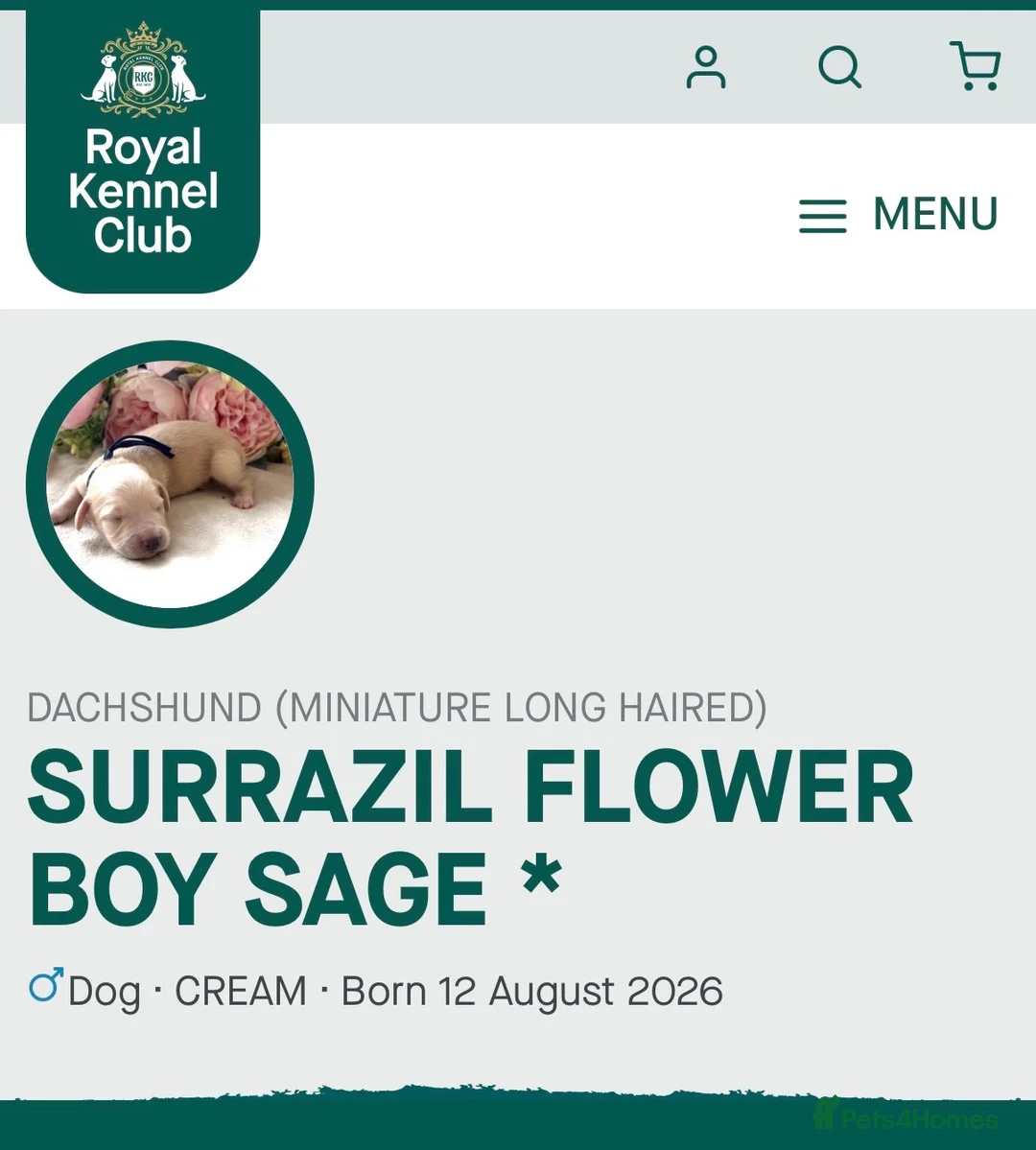Miniature Dachshund dogs for sale: 👑CREAM MINIATURE LONGHAIR 👑 - Advert 10