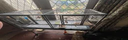 Budgerigars birds for sale: Pair of male/female budgies app 12 mths old - Advert 3