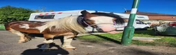 Irish Cob horses for sale: Irish cob - Advert 5