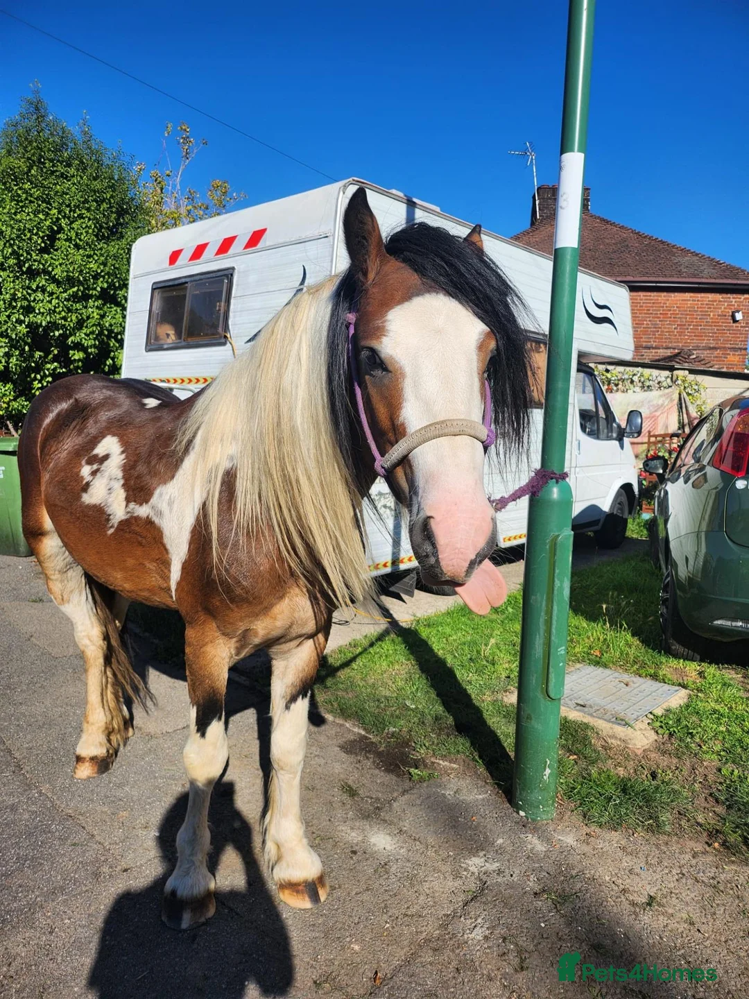 Irish Cob horses for sale: Irish cob - Advert 5