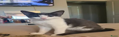 Domestic Shorthair 1
