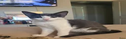 Domestic Shorthair cats for sale: Beautiful female grey & white kitten  in Derby - Advert 3